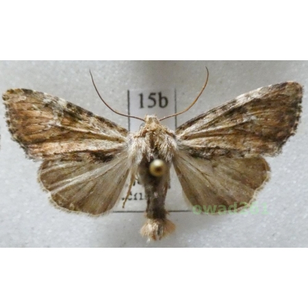 Apamea scolopacina (Esper, 1788) Czech15b